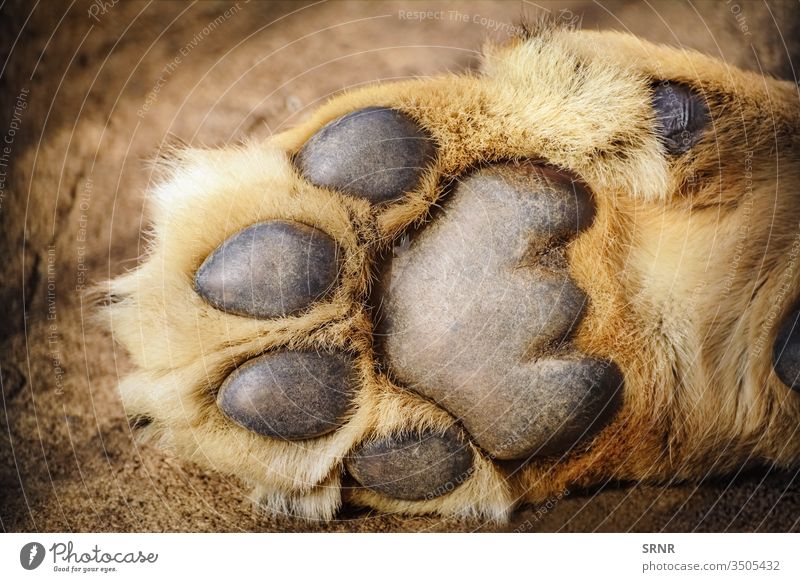 Paw of Lion animal big cat claw dewclaw digital pad forefoot foreleg forelimb forepaw fur hairless epidermis keratinised epidermis lion mammal metacarpal pad