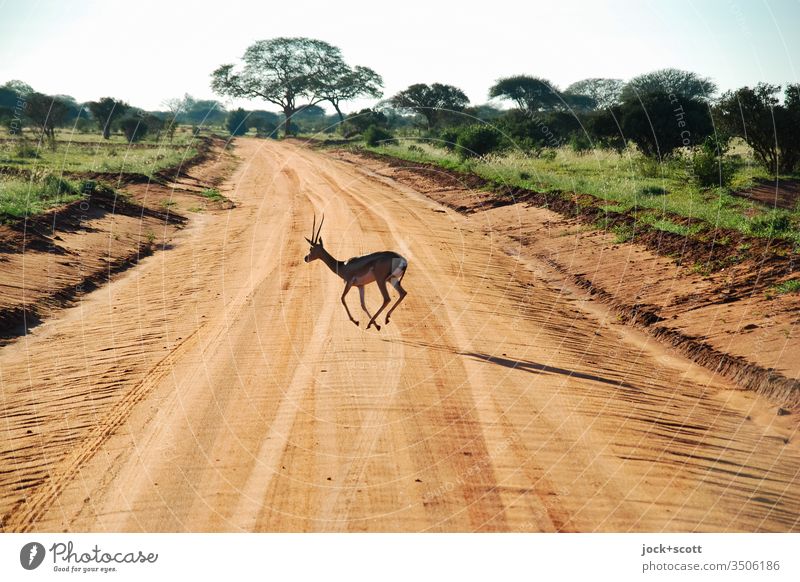 Animal crosses the piste at high speed Antelope Nature Kenya Africa Safari Savannah Landscape Wild animal Skid marks Snapshot Sunlight Traverse Expedition