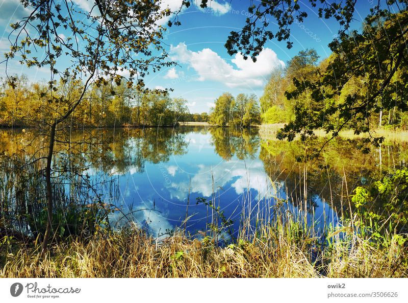 water level Lake Idyll Panorama (View) Plant Water Sky windless Nature Landscape Reflection Exterior shot Deserted Colour photo Environment Lakeside Calm