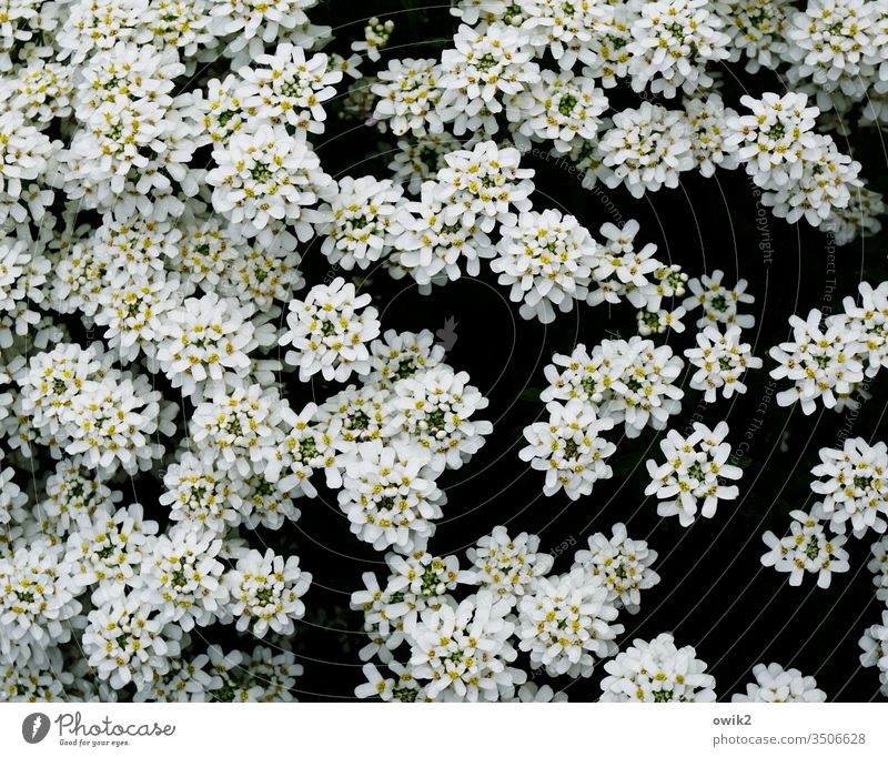 Moirè flowers Iberis Many Small White Pattern Garden Beautiful Near quantity Colour photo Close-up Detail Deserted Structures and shapes Exterior shot