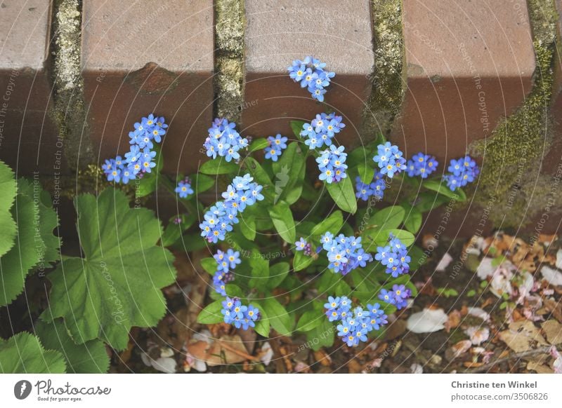 Forget-me-not-plant / Myosotis and leaves of lady's mantle / Alchemilla in front of a low older wall Alchemilla leaves alchemilla Wall (barrier) Stone wall