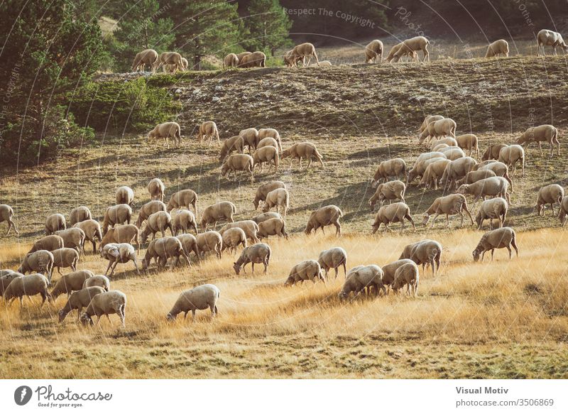 Flock of sheeps grazing in the field on a summer afternoon vertebrate mammals life flock nature natural fauna body animals wild pastureland wildlife eyes