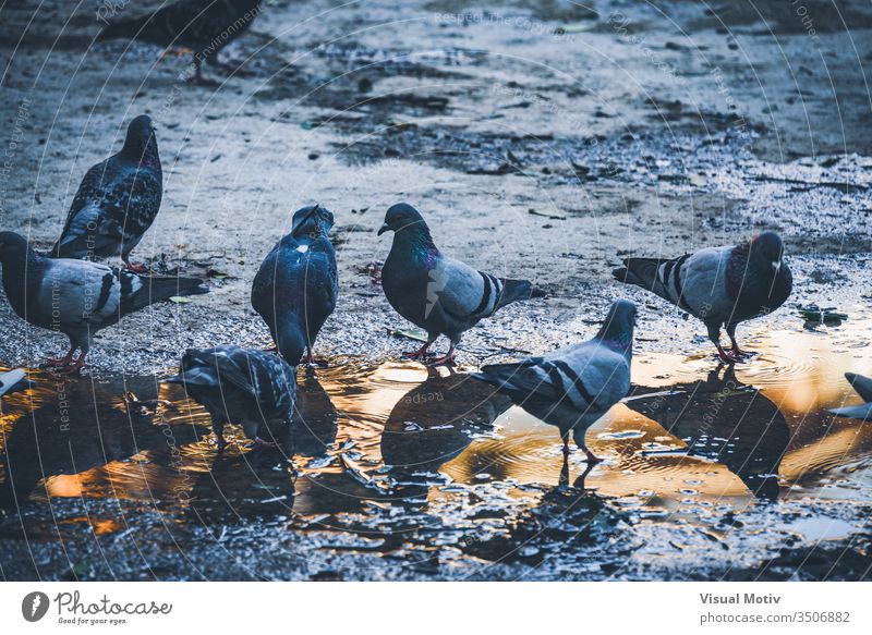 Pigeons drinking water from a puddle in an urban park at the afternoon pigeons birds outdoor animals exterior nature natural garden fauna wildlife ground