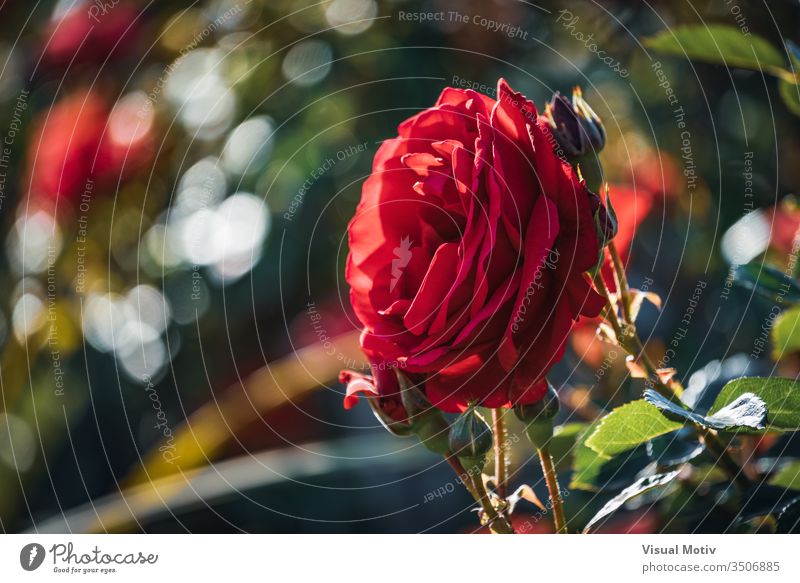 Red rose surrounded by buds in different stages of bloom color botanic botanical botany flora floral flowery outdoor exterior park garden petals nature natural
