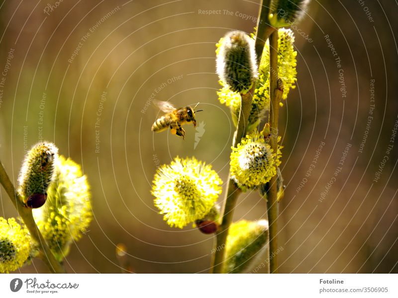 approach - or a small busy honeybine, which flies to flowering willow catkins to collect pollen Bee Honey bee Insect Animal Nature Exterior shot natural