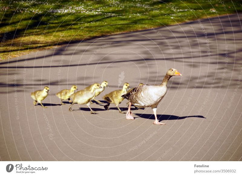Goose march - or a family of geese crossing a footpath in a goose march Chick birds Animal Colour photo Exterior shot Nature Baby animal Day Deserted Small
