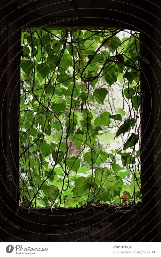 Vine leaf curtain on the broken window of an abandoned house reclaimed by nature. vine shadow leaves overgrown plant decay moody green black rectangle frame