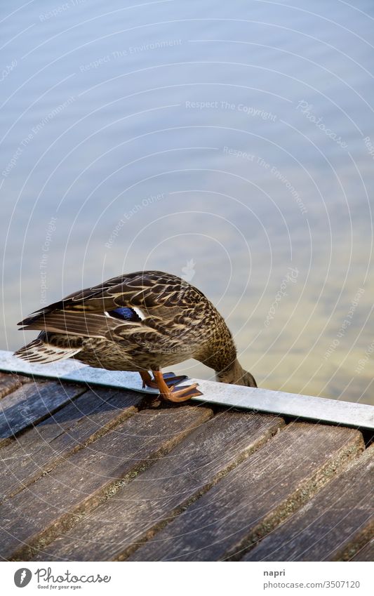 Check | duck on the edge of a bathing jetty. Duck tail Lake Footbridge Water Mallard Nature Animal 1 test check Wet forwards cautious Brown Copy Space top Edge