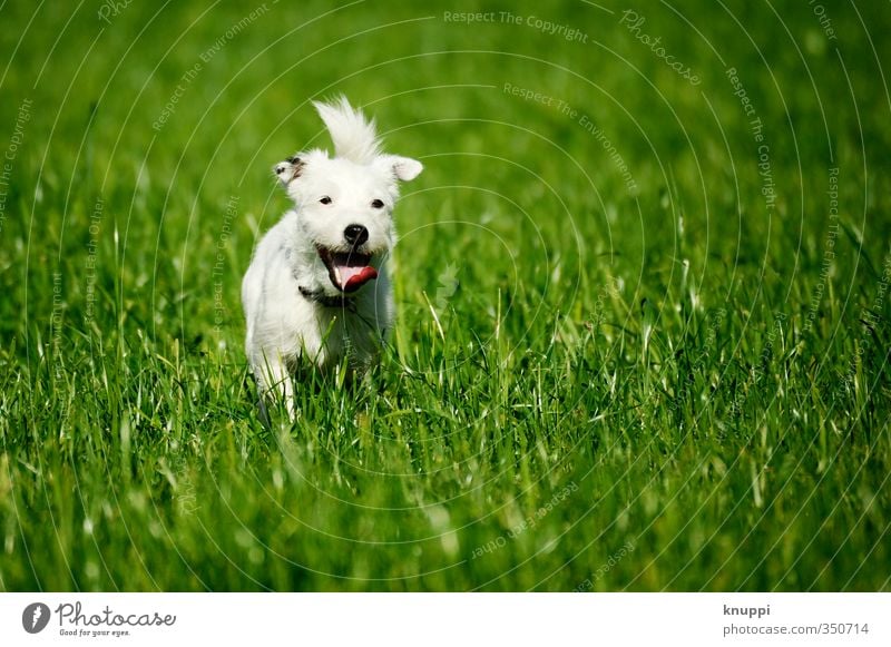Frost VI Environment Meadow Field Animal Pet Dog Animal face Pelt 1 Baby animal Movement Running Free Happiness Warmth Wild Green Black White