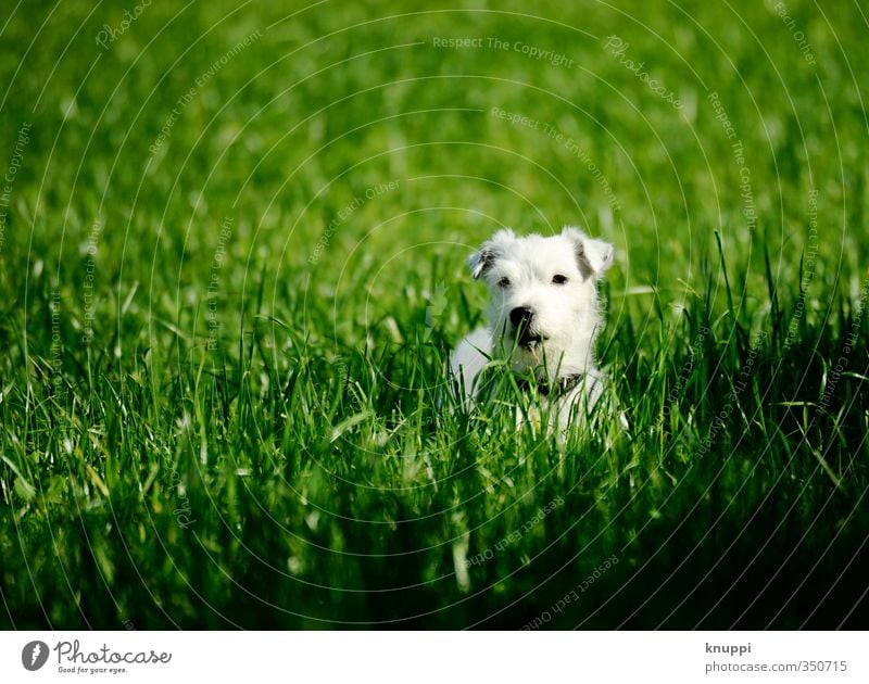 Frost VII Nature Sunlight Summer Plant Grass Meadow Field Animal Pet Dog Animal face Pelt 1 Baby animal Observe Relaxation Listening Stand Brash Happy Athletic