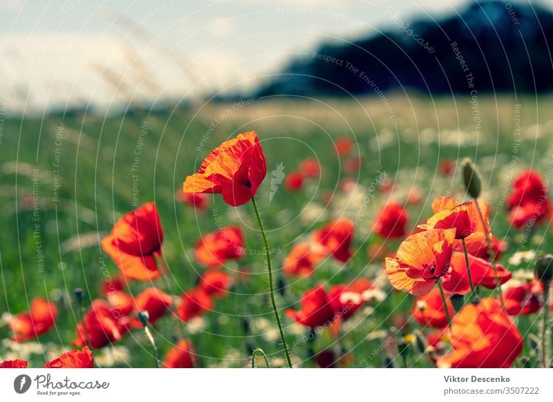 Daisies and poppies in the field flower background abstract floral pattern summer nature sun leaf red green meadow landscape plant sunlight daisy bright petal