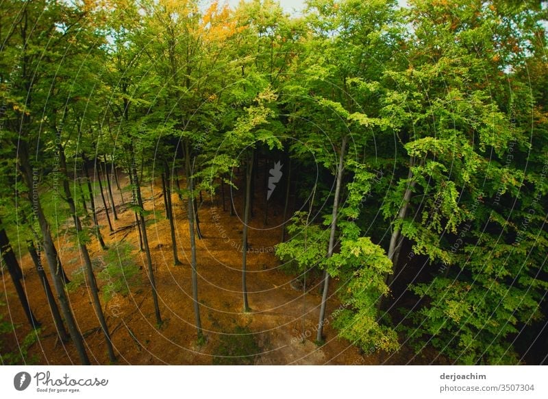 View into the forest from above, the sun is shining and everything is green. Forest Tree Nature Green Leaf Branch Tree trunk Treetop Tree bark Leaf canopy