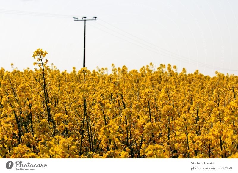 Rape blossom and first rape fruits on the stalk in a beautiful yellow rape field horizon fuel sunny natural bio nature oil diesel rapeseed economy agriculture
