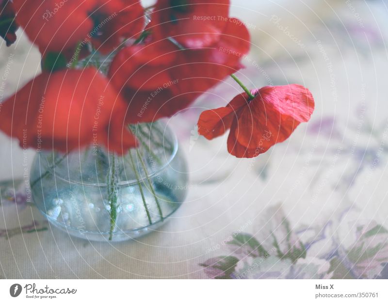 poppy seed Decoration Table Summer Flower Blossom Blossoming Fragrance Hang Faded To dry up Red Sadness Lovesickness Decline Transience Poppy Poppy blossom