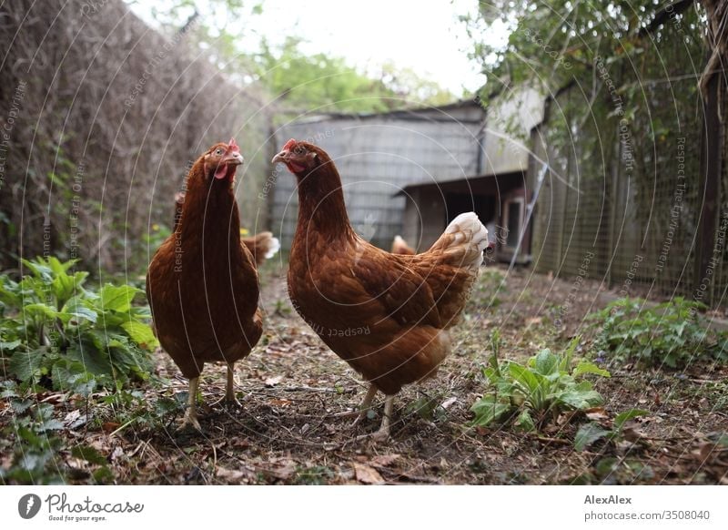 Two brown chickens stand in the chicken run and look into the camera in amazement fowls Chicken coop plants foliage Chicken run Fence Enclosure Rural