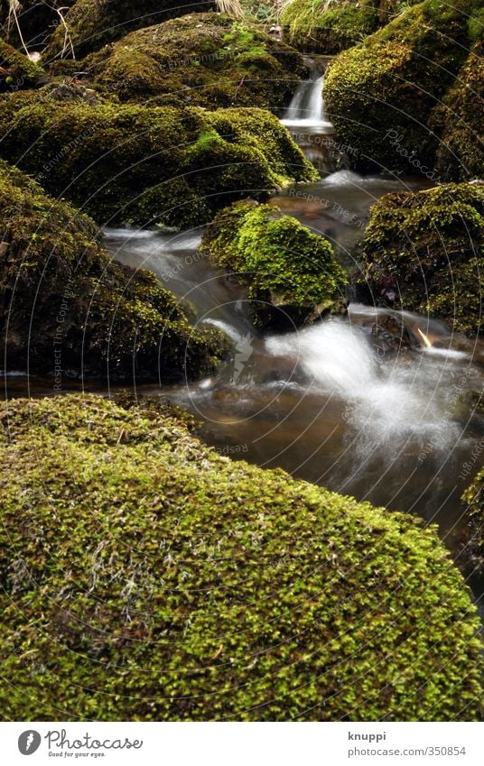 stream Environment Nature Plant Elements Earth Air Water Drops of water Sunlight Spring Summer Climate change Weather Beautiful weather Rain Warmth Moss