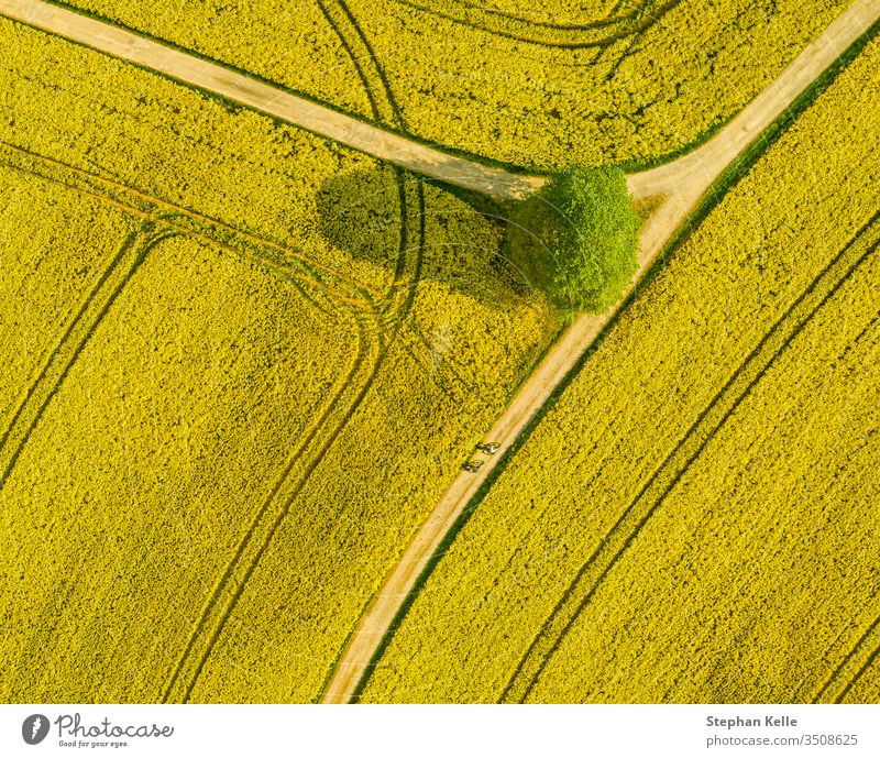 Top aerial view of flowering rapeseed field and a tree. Beautiful outdoor countryside scenery from drone view. Many blooming plants. Spring theme background.