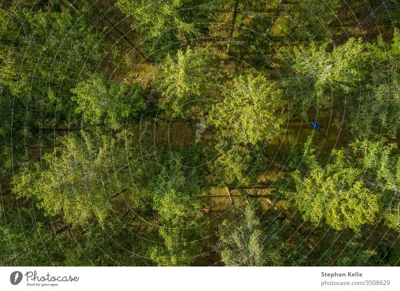 Vertical drone view at top of a green forest at springtime, birds eye view from above. background tree pattern buzzer texture nature sun leaf jump landscape