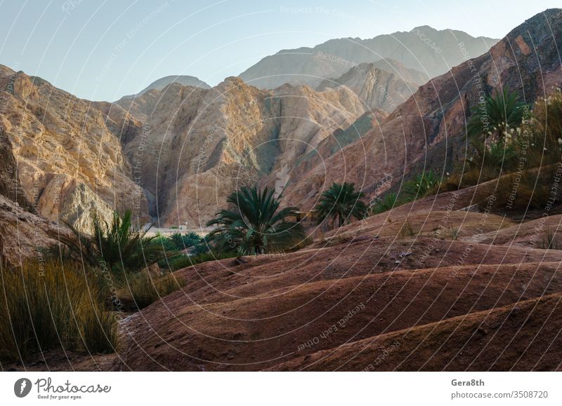 mountain landscape with palm trees and plants in the desert of Egypt Dahab blue blue sky bushes clouds day dry grass green high hot mountain view mountains