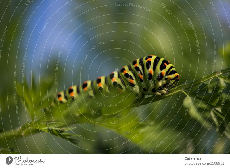 The caterpillar of a swallowtail crawls along a carrot leaf Insect Butterfly Caterpillar Swallowtail Plant Leaf Carrot Vegetable Summer Macro (Extreme close-up)