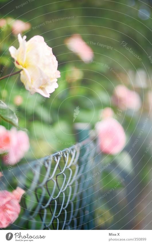 roses Garden Summer Flower Rose Blossom Blossoming Fragrance Growth Rose leaves Rose garden Fence Metalware Pink Colour photo Multicoloured Exterior shot