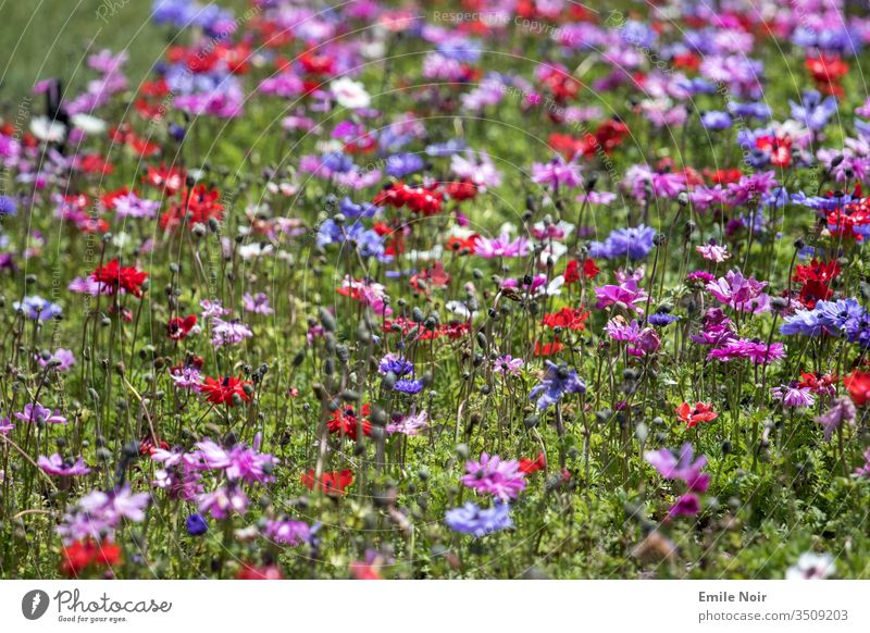 Colourful Meadow Flowers