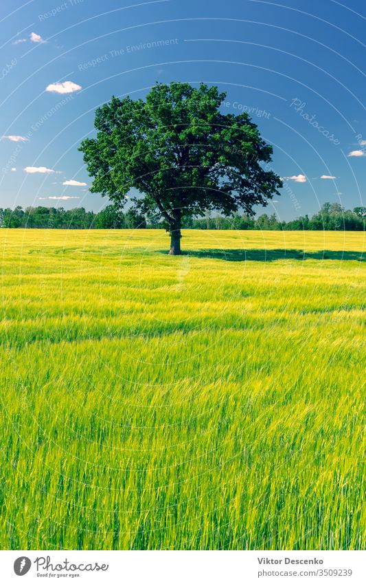 Oak tree stands in a green field in summer flower background nature leaf landscape grass sky natural oak old meadow season countryside environment rural big