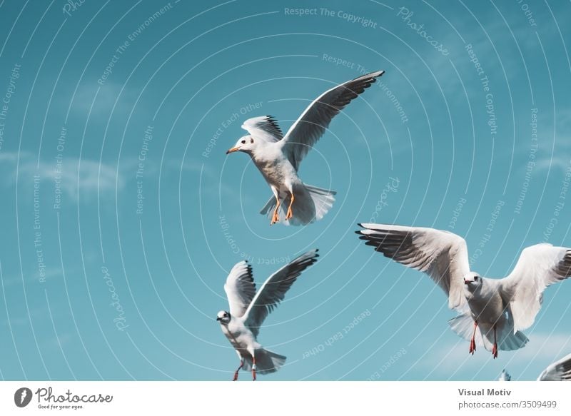 Small black-headed gulls flying action air animal animal themes animal wildlife animals in the wild background beak bird birds birds flying black headed gull