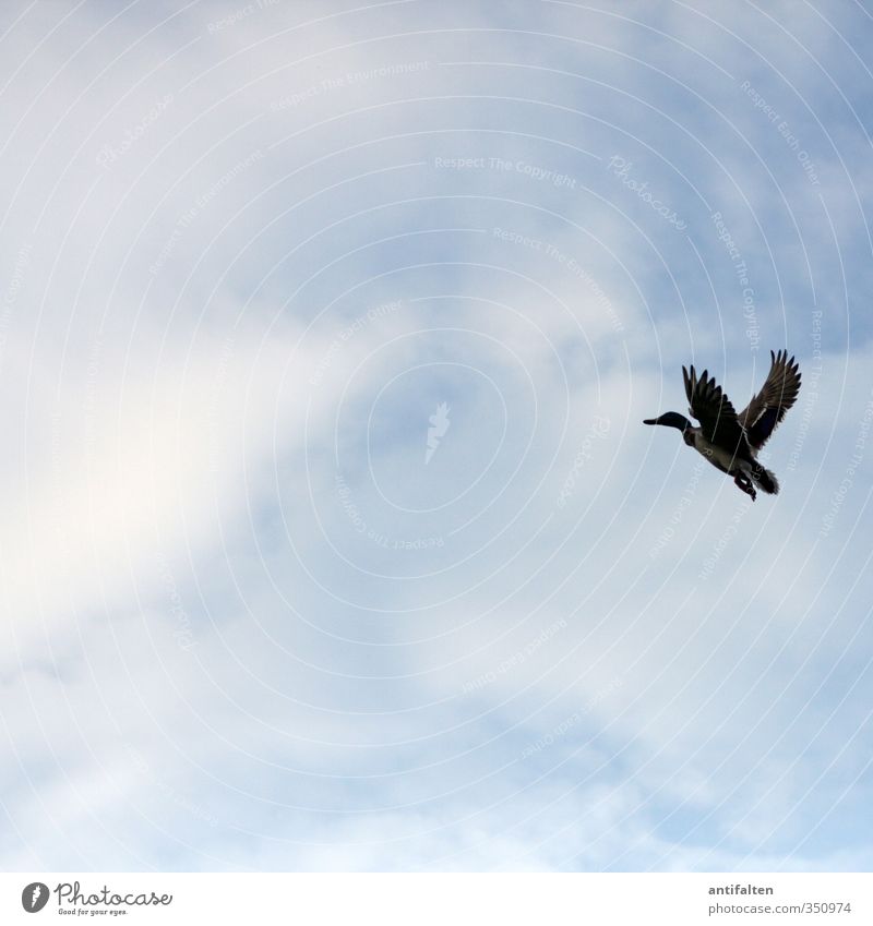departure Sky Clouds Beautiful weather Animal Farm animal Animal face Wing Paw Duck 1 Flying Friendliness Happiness Blue Black Joy Love of animals Adventure