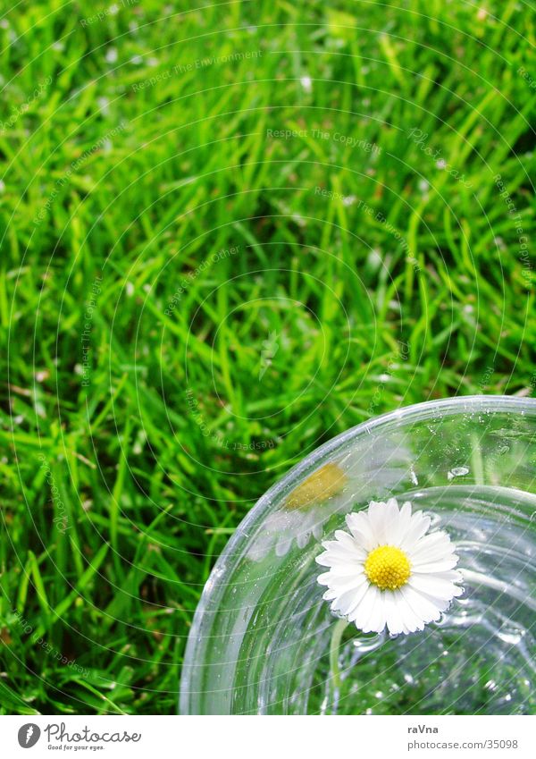 elixir of life Daisy Tumbler Grass Green Fresh Water Lawn Glass Nature Plant Float in the water