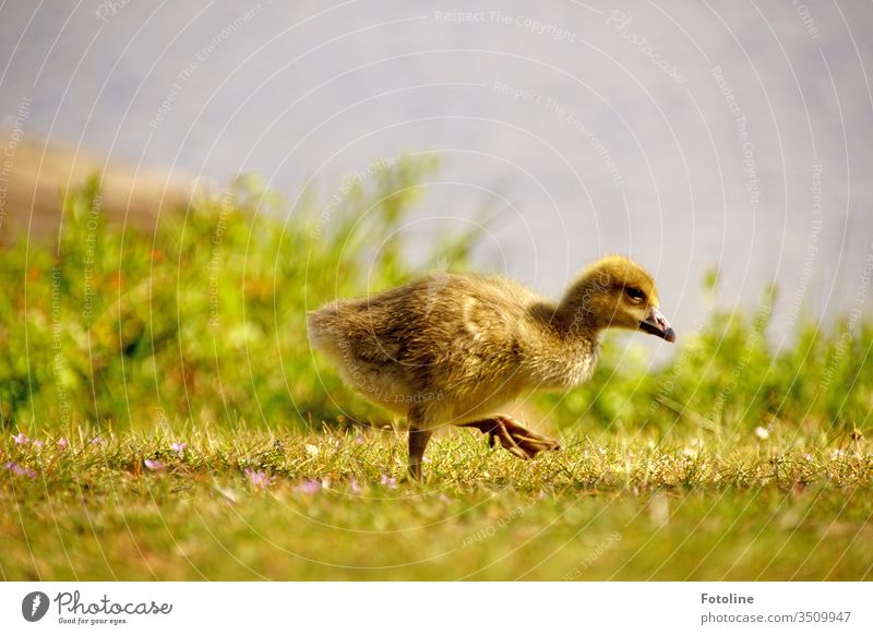 stretch your legs for a moment - or a gosling takes a little walk on a meadow by the lake. Chick birds Animal Colour photo Exterior shot Nature Baby animal Day