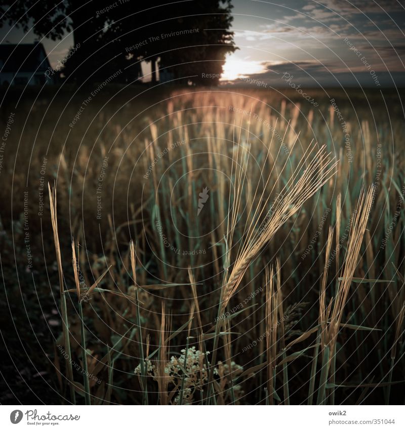 A question of the ear Environment Nature Landscape Plant Sky Clouds Beautiful weather Tree Agricultural crop Barley Barleyfield Barley ear Field Illuminate