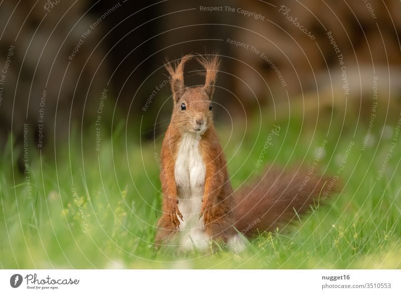 Squirrel sitting in the grass Animal Colour photo Nature Exterior shot Wild animal Deserted Day Animal portrait Environment Shallow depth of field Brown Cute