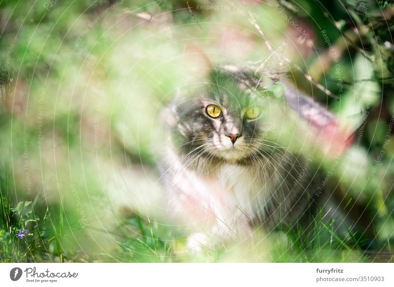 Cat hides in the bush and looks into the camera pets purebred cat Longhaired cat Maine Coon White blue blotched feline Fluffy Pelt Outdoors Nature Botany plants