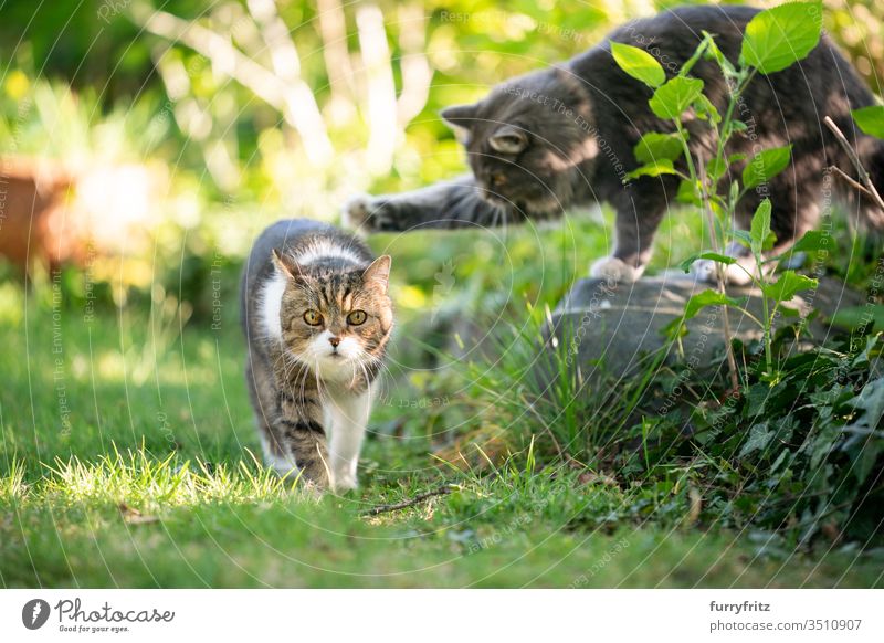 playful cats in the garden Cat pets purebred cat Longhaired cat Maine Coon British Shorthair tabby White blue blotched feline Fluffy Pelt Outdoors Nature Botany