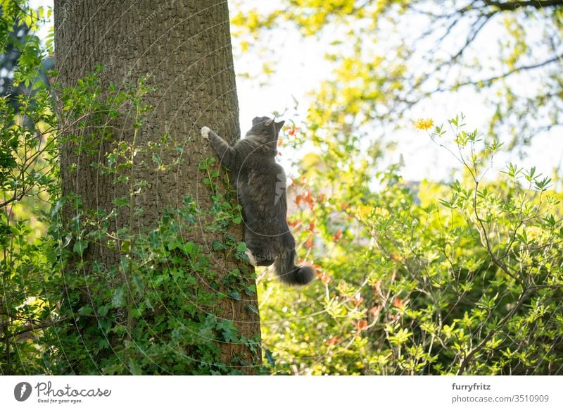 maine coon cat climbs up a high tree in the garden and looks up Cat pets purebred cat Longhaired cat Maine Coon White blue blotched feline Fluffy Pelt Outdoors
