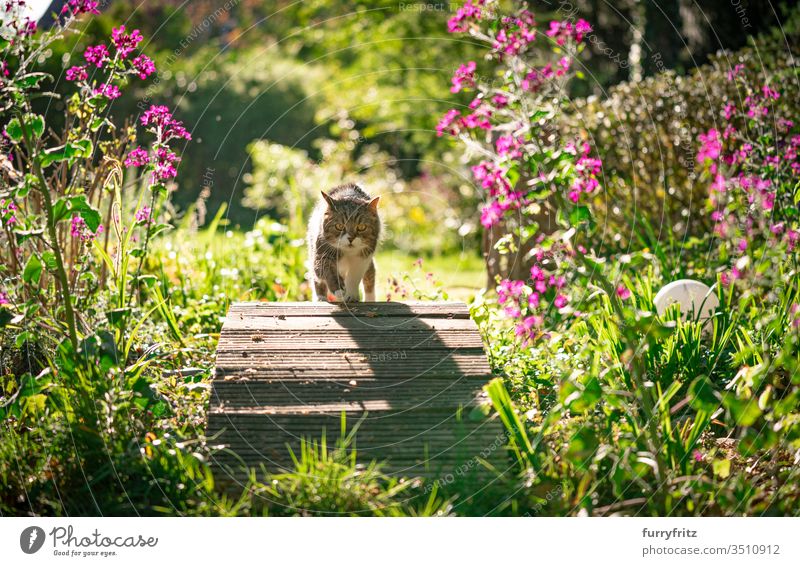 Cat walking across a small wooden bridge of a pond in a beautiful garden with flowers and plants on a sunny day pets purebred cat British Shorthair tabby White