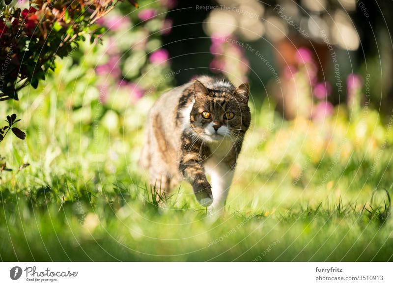 Cat walks in the sunny garden pets purebred cat British Shorthair tabby White Outdoors Nature Botany plants green Lawn Meadow Grass Looking Garden