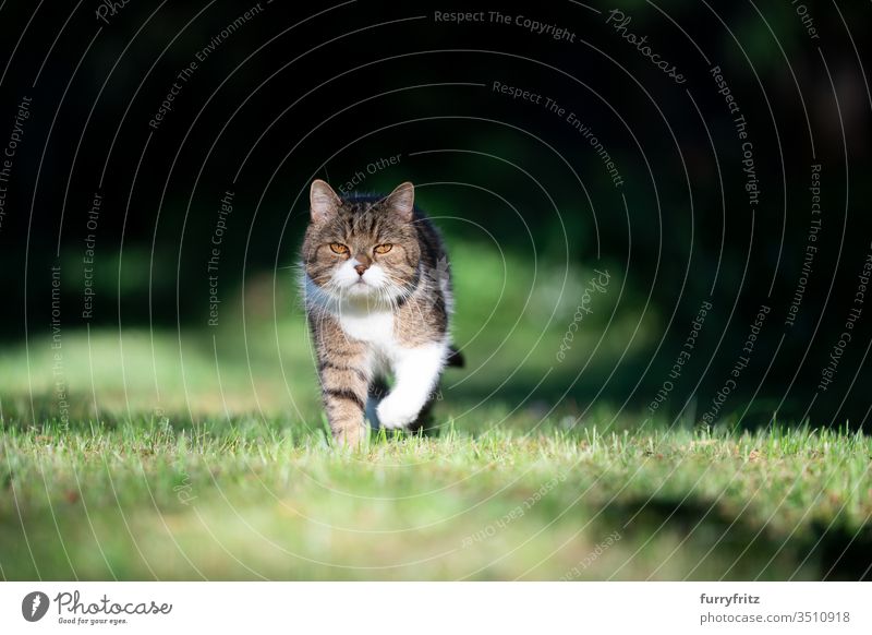 British shorthair cat in the garden running towards camera in sunlight Cat pets purebred cat British Shorthair tabby White Outdoors Nature green Lawn Meadow