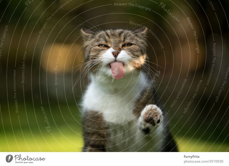 funny portrait of a British shorthair cat licking an invisible pane Cat pets purebred cat British Shorthair tabby White Outdoors Nature green