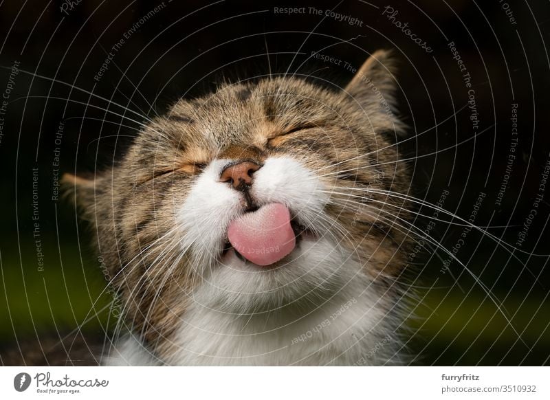 funny portrait of a cute british shorthair cat, sticking out its tongue Cat pets purebred cat British Shorthair tabby White Outdoors eyes closed One animal
