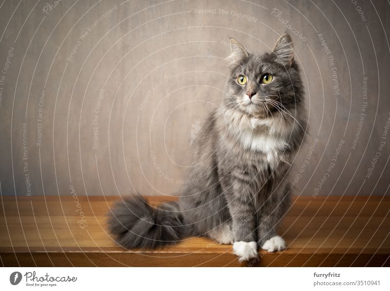 Portrait of a Maine Coon cat sitting on a wooden table against a grey background Cat pets purebred cat Longhaired cat White blue blotched feline Fluffy Pelt