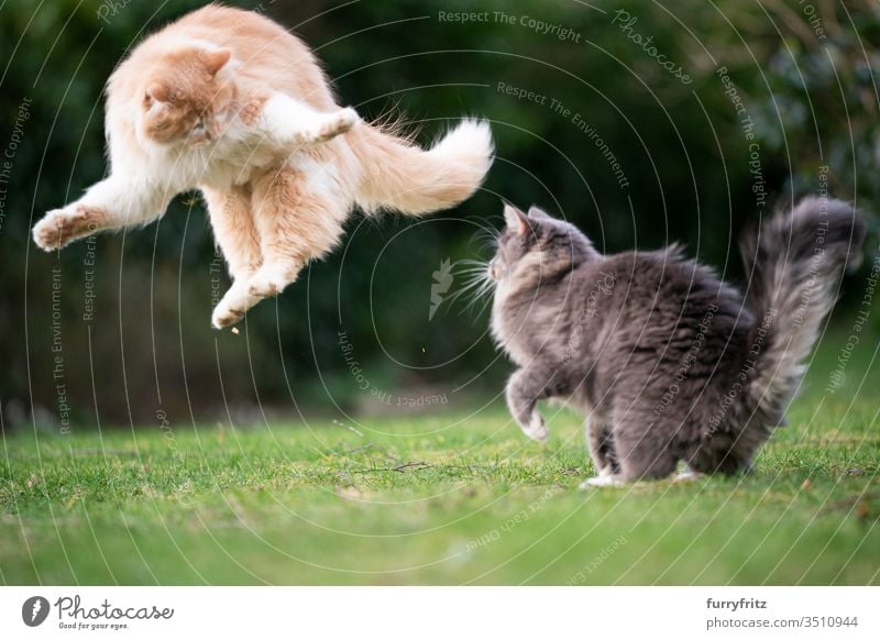funny playful cats jumping in the garden Cat pets purebred cat Longhaired cat Maine Coon White blue blotched cream tabby Fawn Beige Ginger cat feline Fluffy