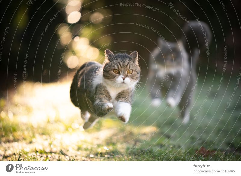 Cats run through the sunny garden and chase each other pets purebred cat Longhaired cat Maine Coon British Shorthair tabby White blue blotched feline Fluffy