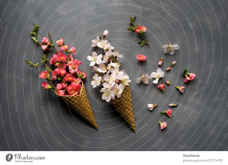 Flowers in ice cream cone on cement background cornet waffle flower flat lay top view flowers pink bouquet nature floral spring gift love romantic valentine