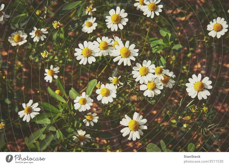 Daisies in the field daisy daisies white flower flowers background spring beautiful nature meadow chamomile green summer yellow plant sun beauty camomile