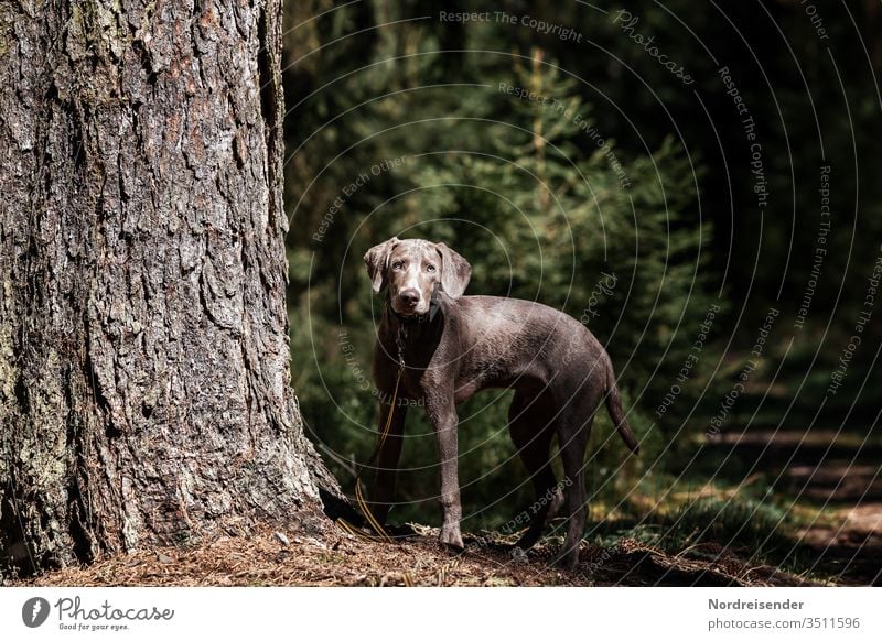 Weimaraner puppy explores the forest Puppy Dog Pet Animal young dog pretty Hound portrait Purebred Hunting Forest dog portrait youthful joyfully Mammal