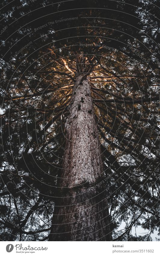 Sequoia with light in the crown tree Tree trunk Redwood Light Illuminate Sunlight Branch Twig Tall great Forest conceit Deserted Growth bark Tree bark