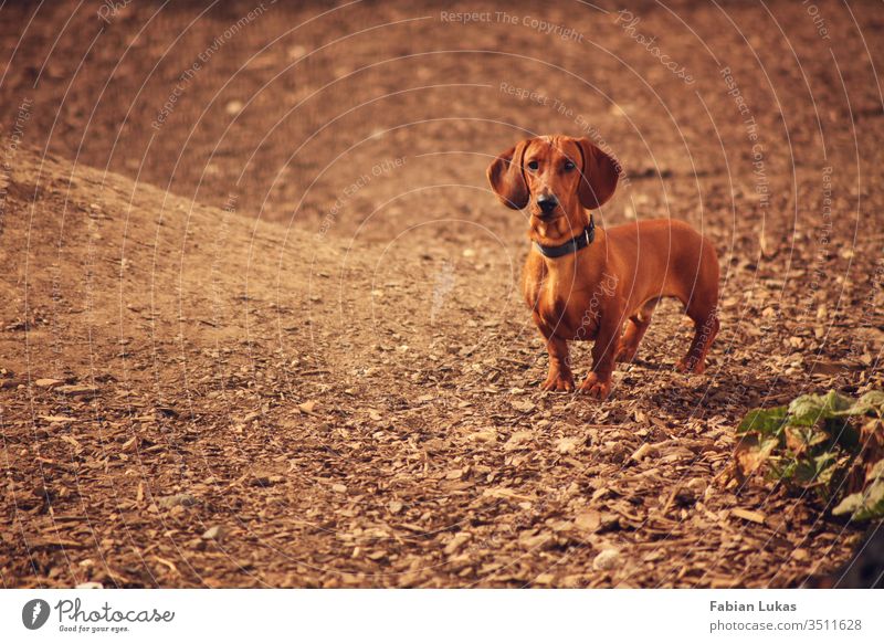 Brown short-haired dachshund Dog Dachshund Courtyard bark mulch Animal Love of animals Exterior shot Cute Animal face Colour photo