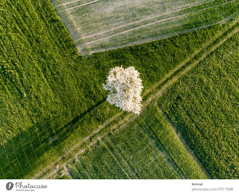 Pear tree on path from above with shadow Meadow acre Agriculture Field blossom spring Fruit trees fruit tree blossom bleed Apple tree Shadow shadow cast